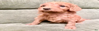 Irish Doodle Puppy 5