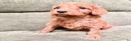 Irish Doodle dogs for sale: Irish Doodle Puppy 5 - Ad 1