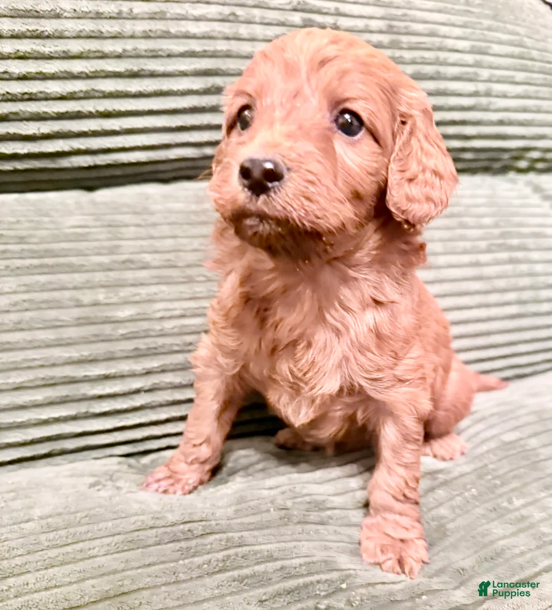 Irish Doodle dogs for sale: Irish Doodle Puppy 5 - Ad 1