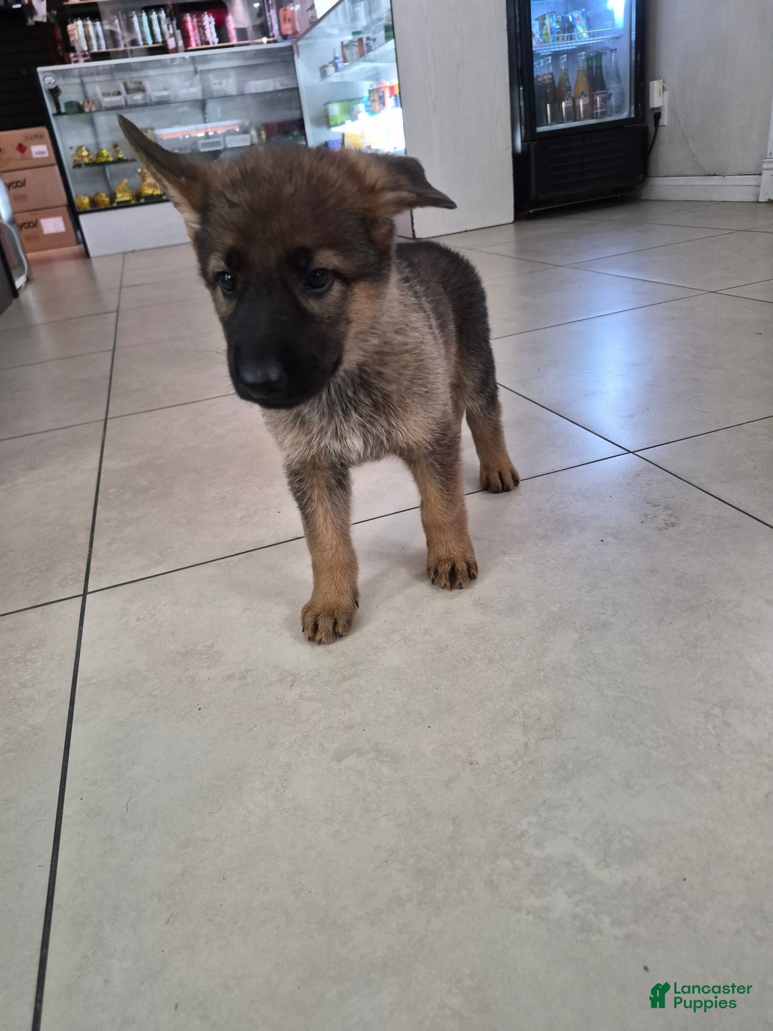 German Shepherd dogs German Shepherd 4 - Ad 31