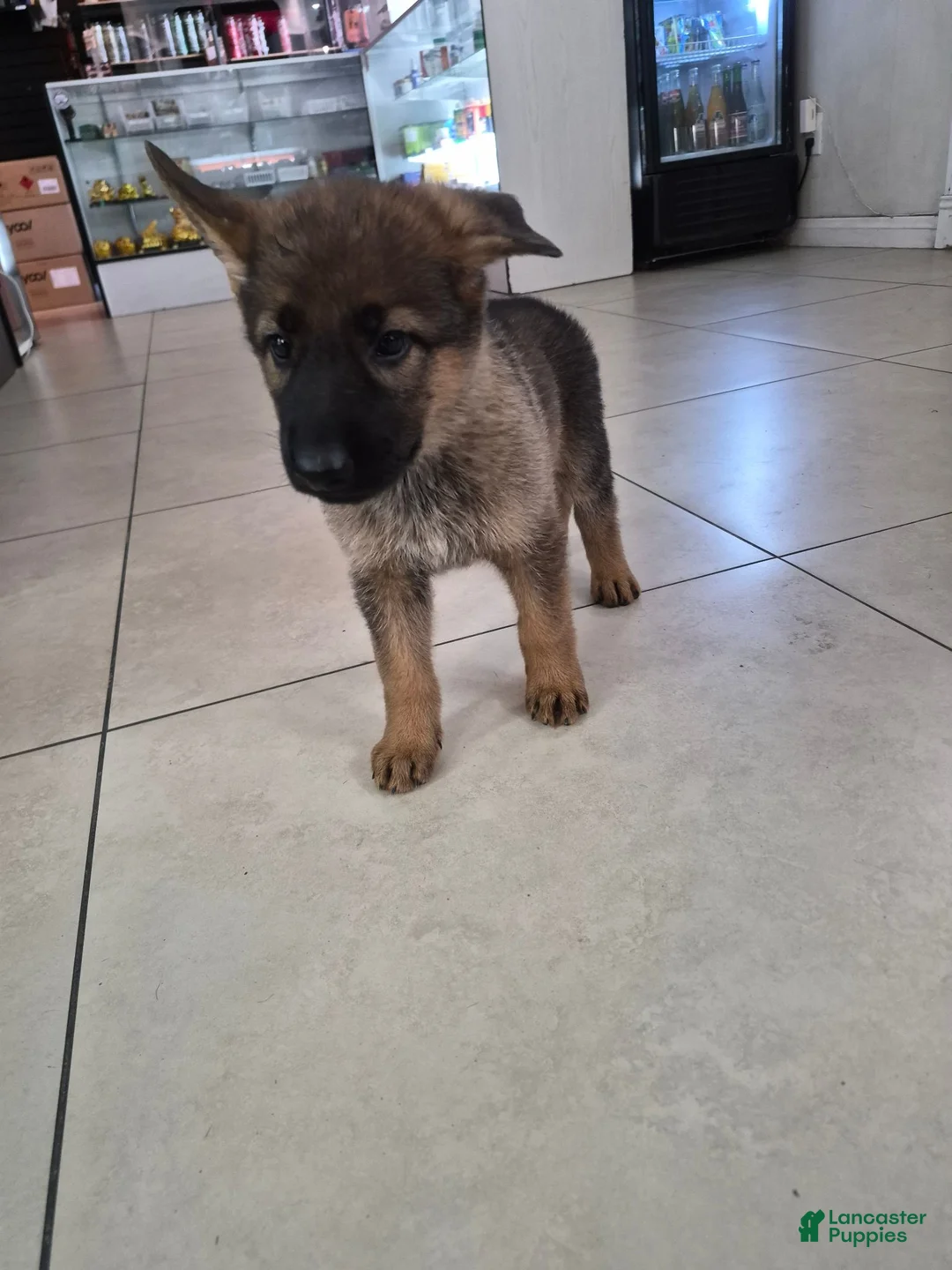 German Shepherd dogs for sale: German Shepherd 4 - Ad 1