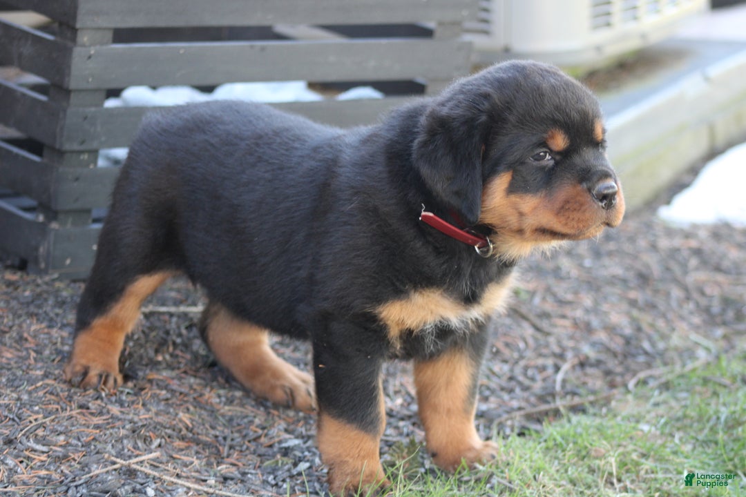 Rottweiler dogs for sale: Holly - Ad 4