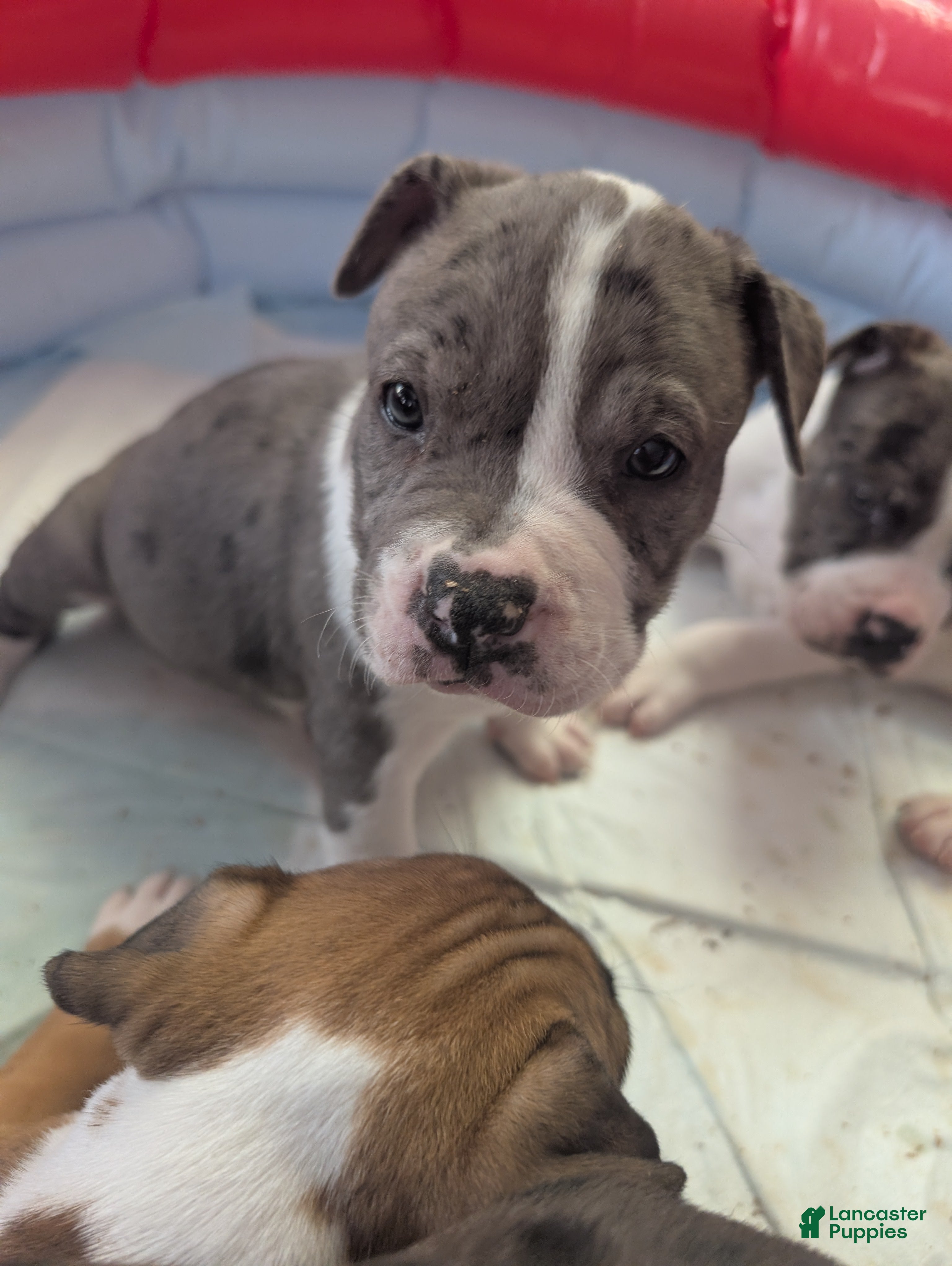 American Pit Bull Terrier dogs Yazzmynie - Ad 15