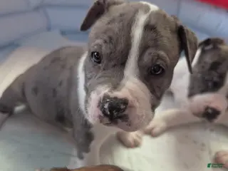 American Pit Bull Terrier dogs Yazzmynie - Ad 15