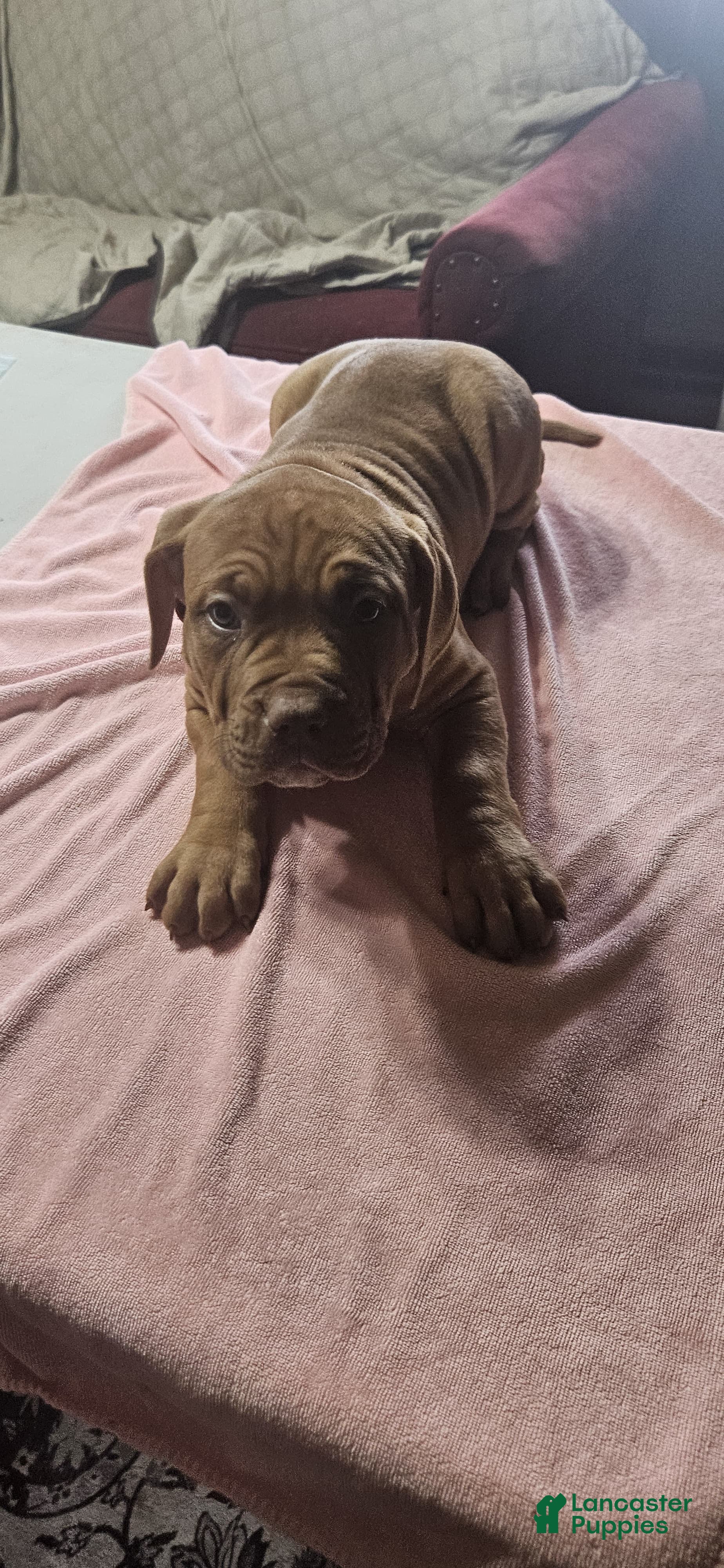 American Bully dogs NUTMEG  - Ad 11