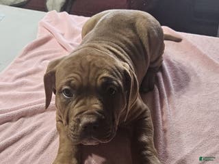 American Bully dogs NUTMEG - Ad 14