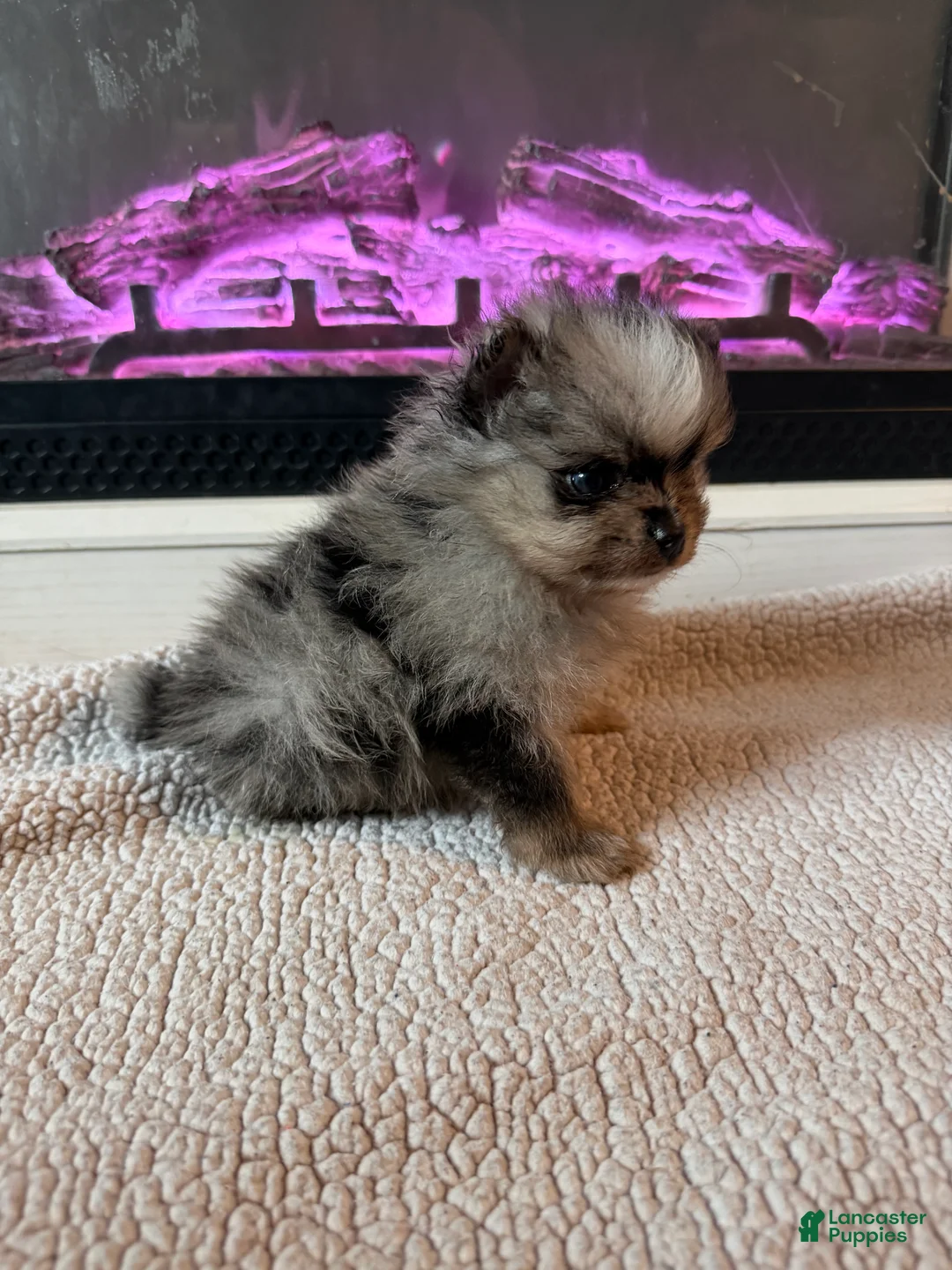 Pomeranian dogs for sale: Geppetto - Ad 2