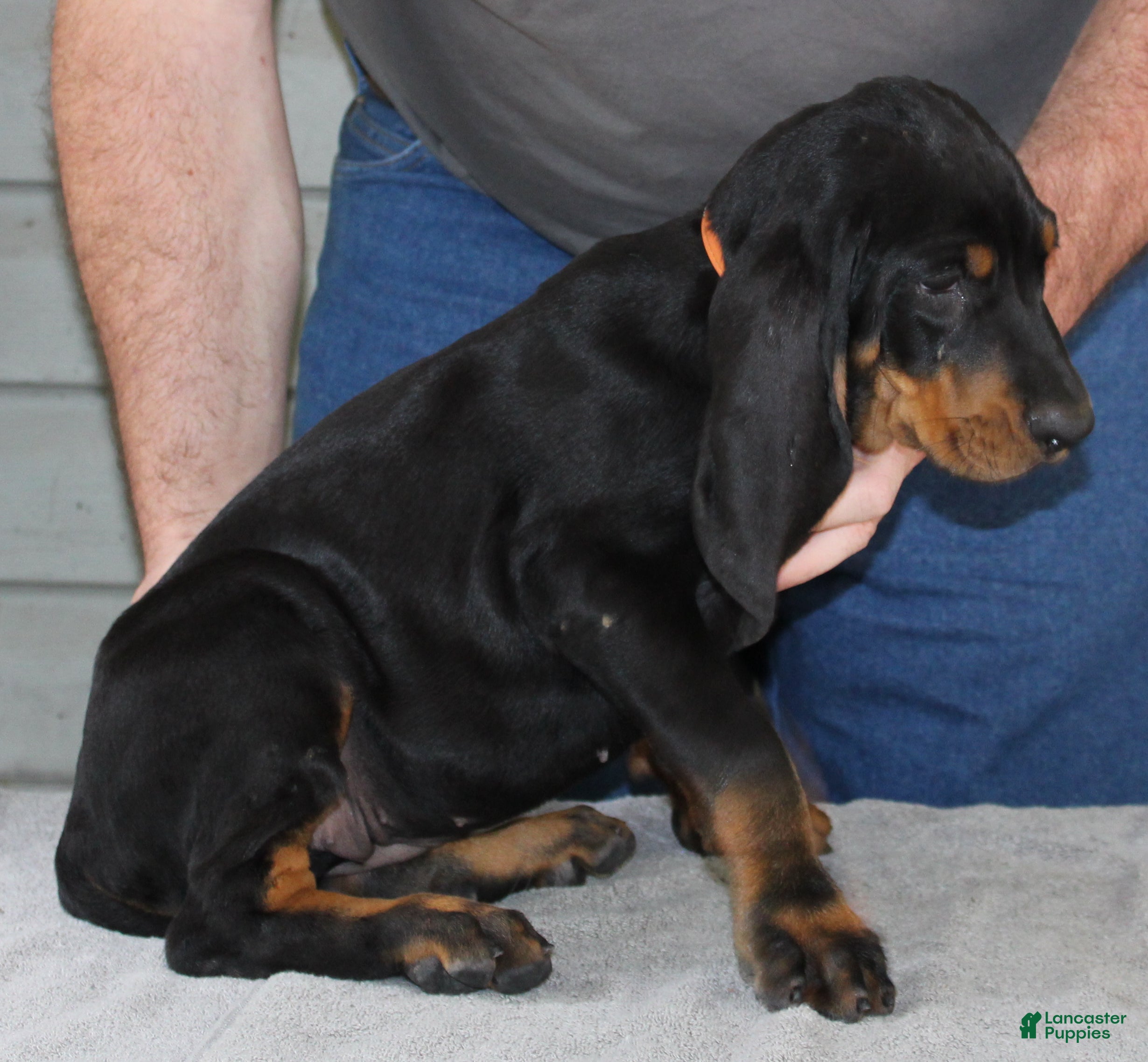 Black And Tan Coonhound dogs Lori - Ad 4