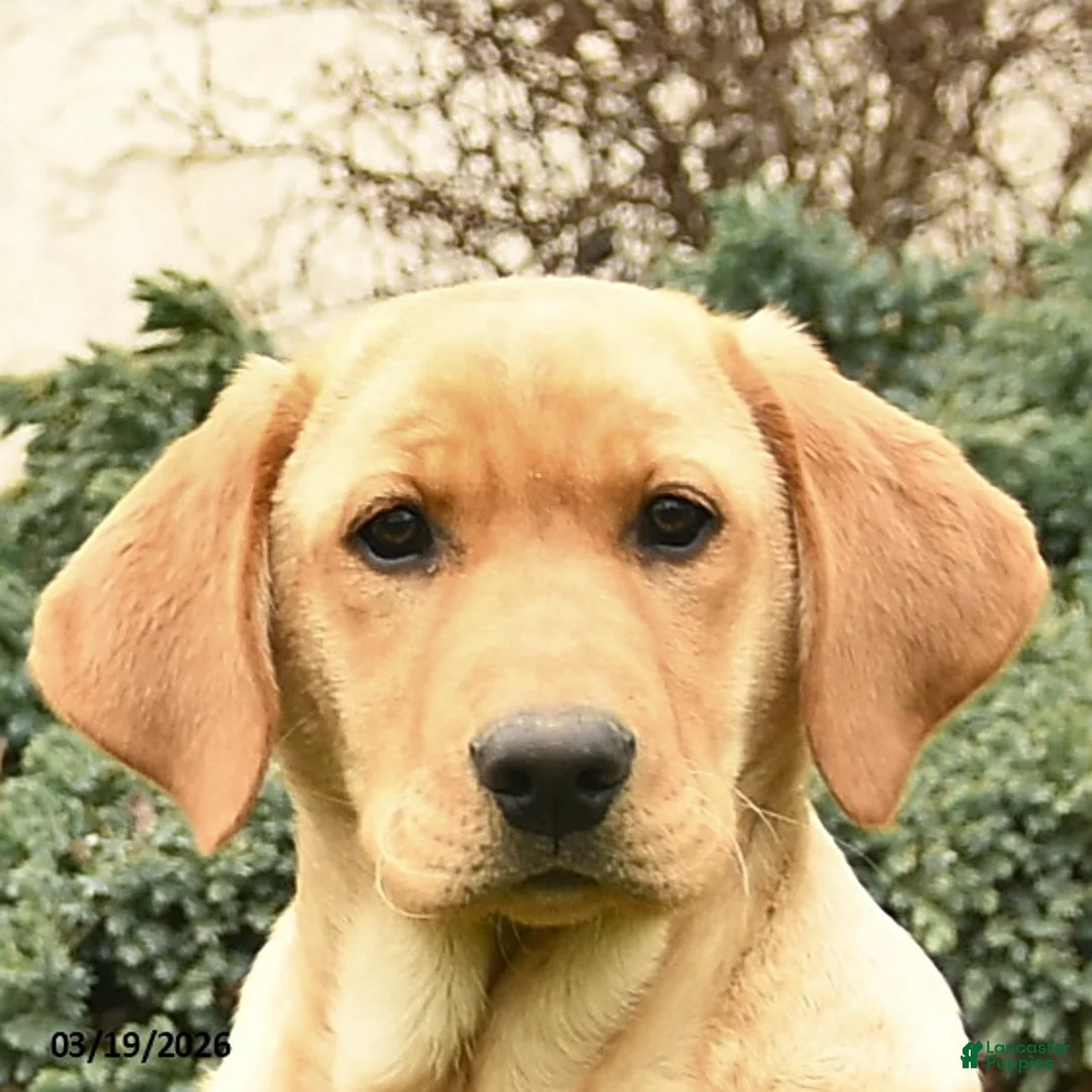 Labrador Retriever dogs for sale: Ria  - Ad 5