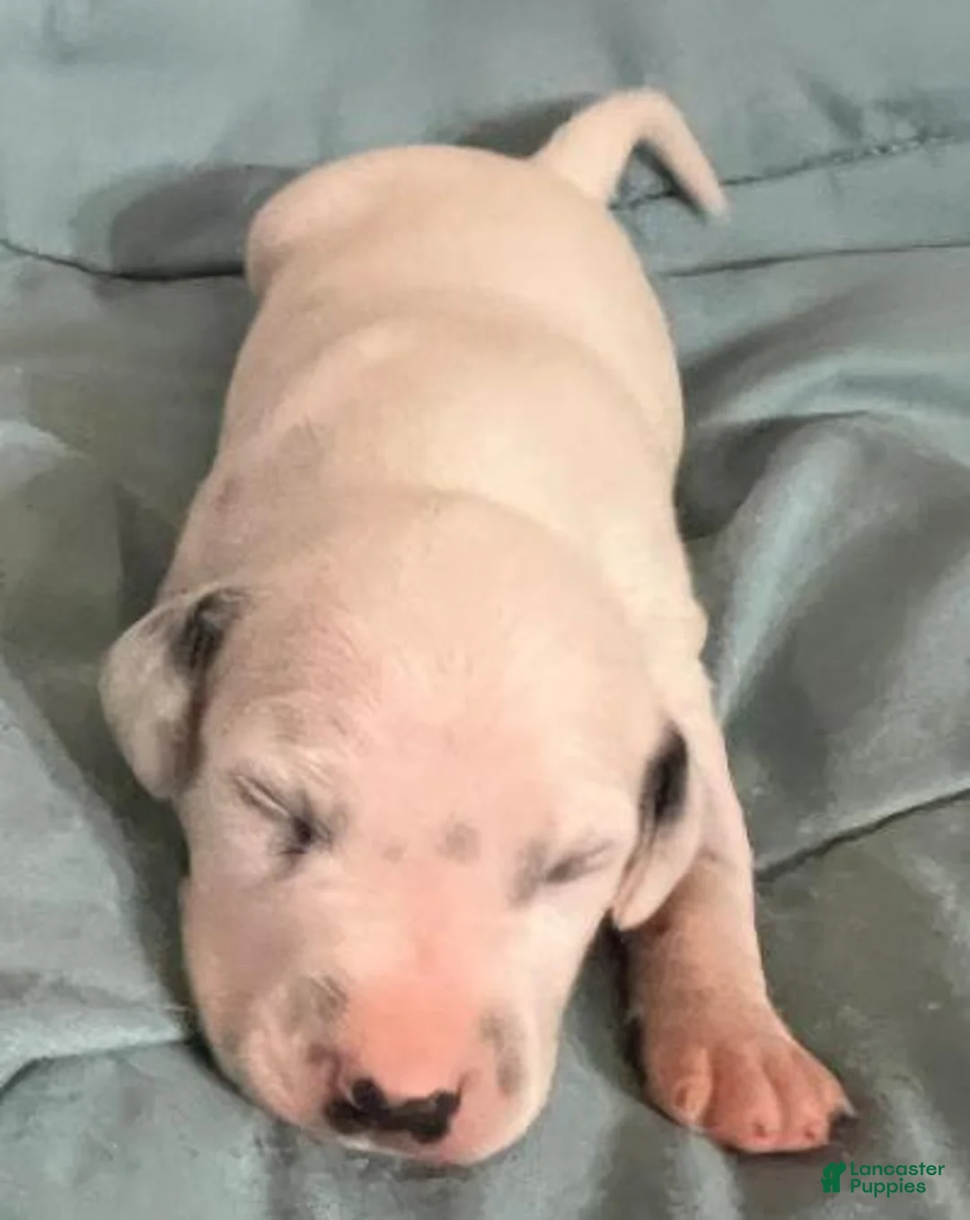 Dalmatian dogs for sale: Dalmatian Puppy 5 - Ad 1