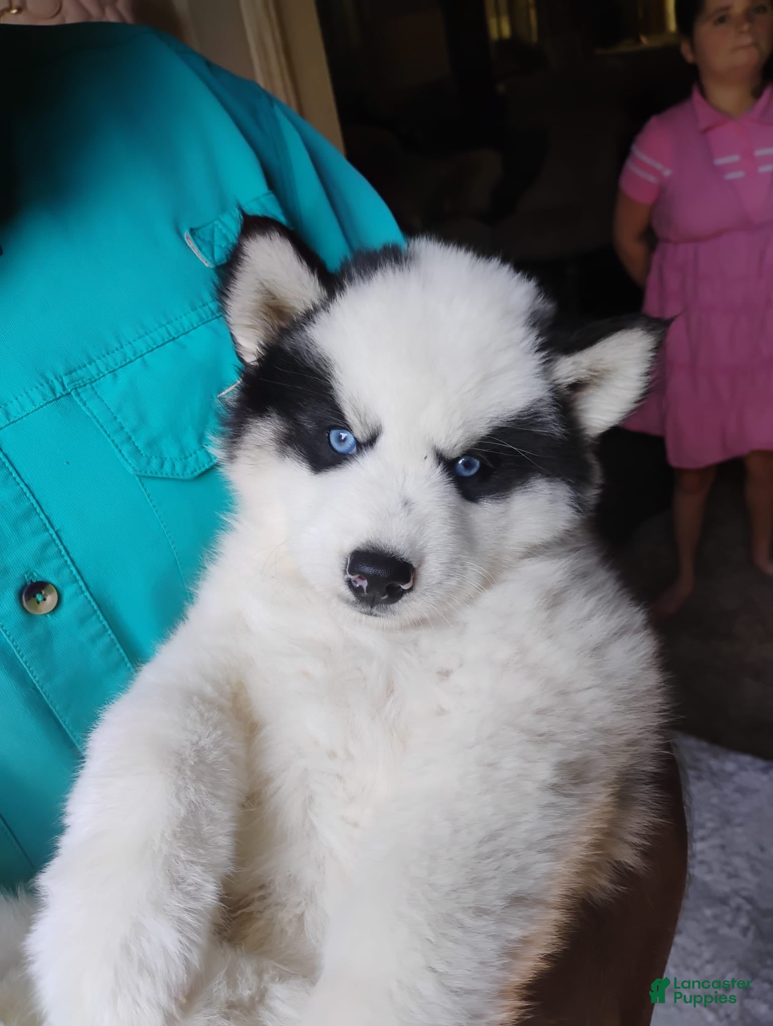 Siberian Husky dogs Siberian Husky Puppy 2 - Ad 1