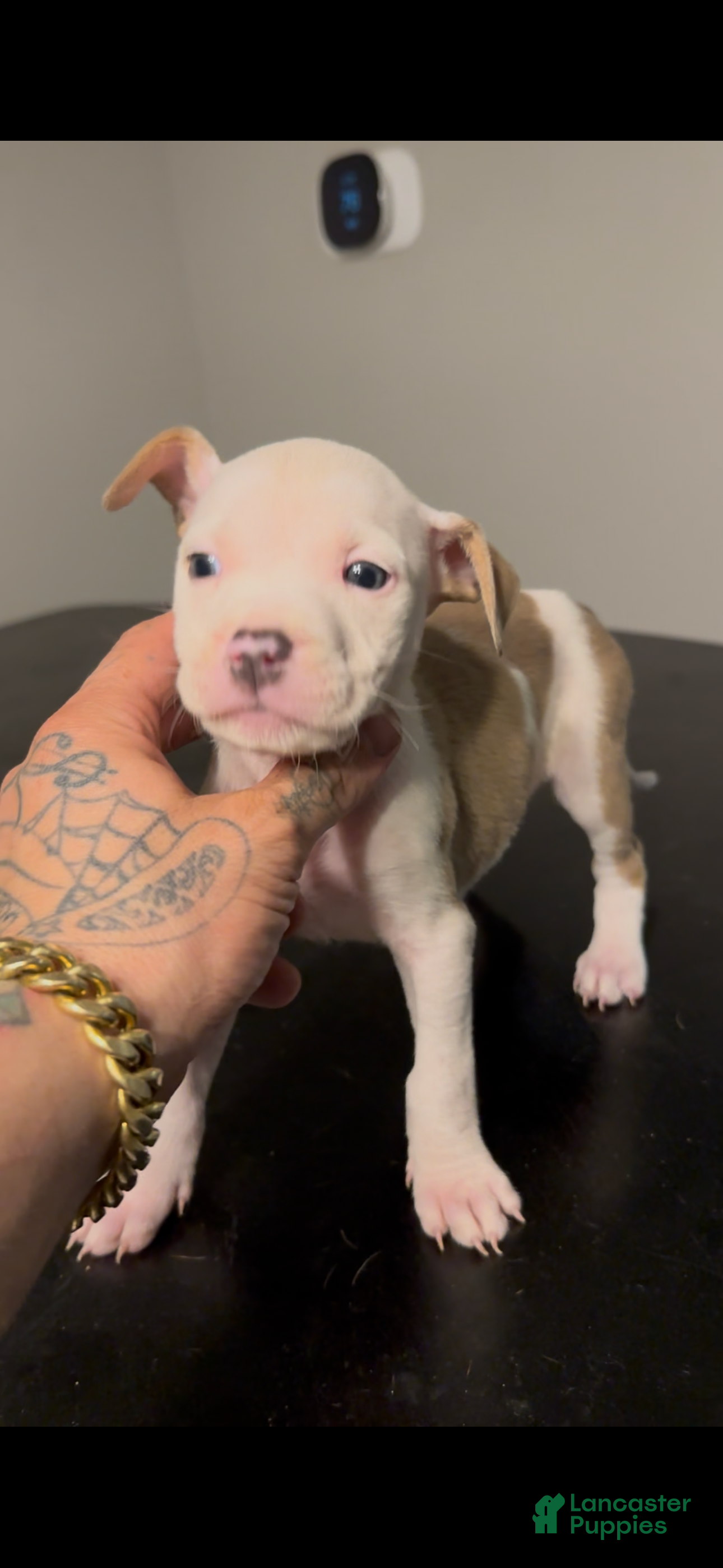 American Pit Bull Terrier dogs American Pit Bull Terrier Puppy 3 - Ad 4