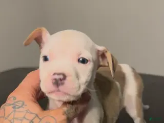 American Pit Bull Terrier dogs American Pit Bull Terrier Puppy 3 - Ad 26