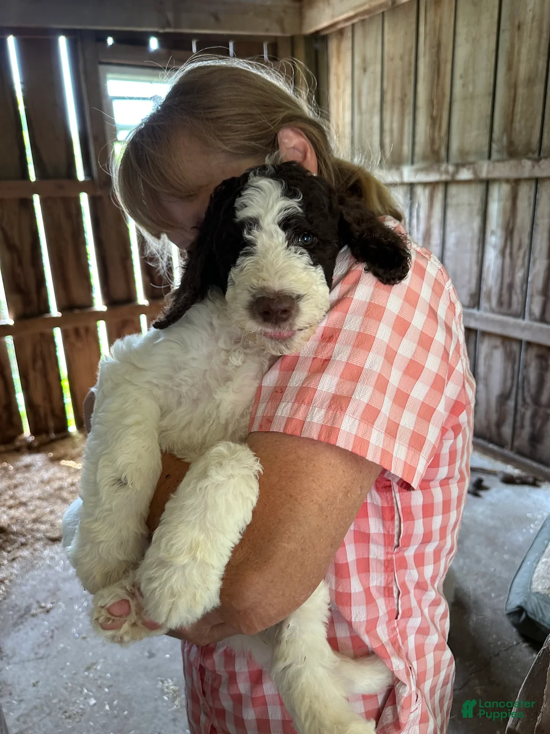 Labradoodle dogs for sale: Titan - Ad 2