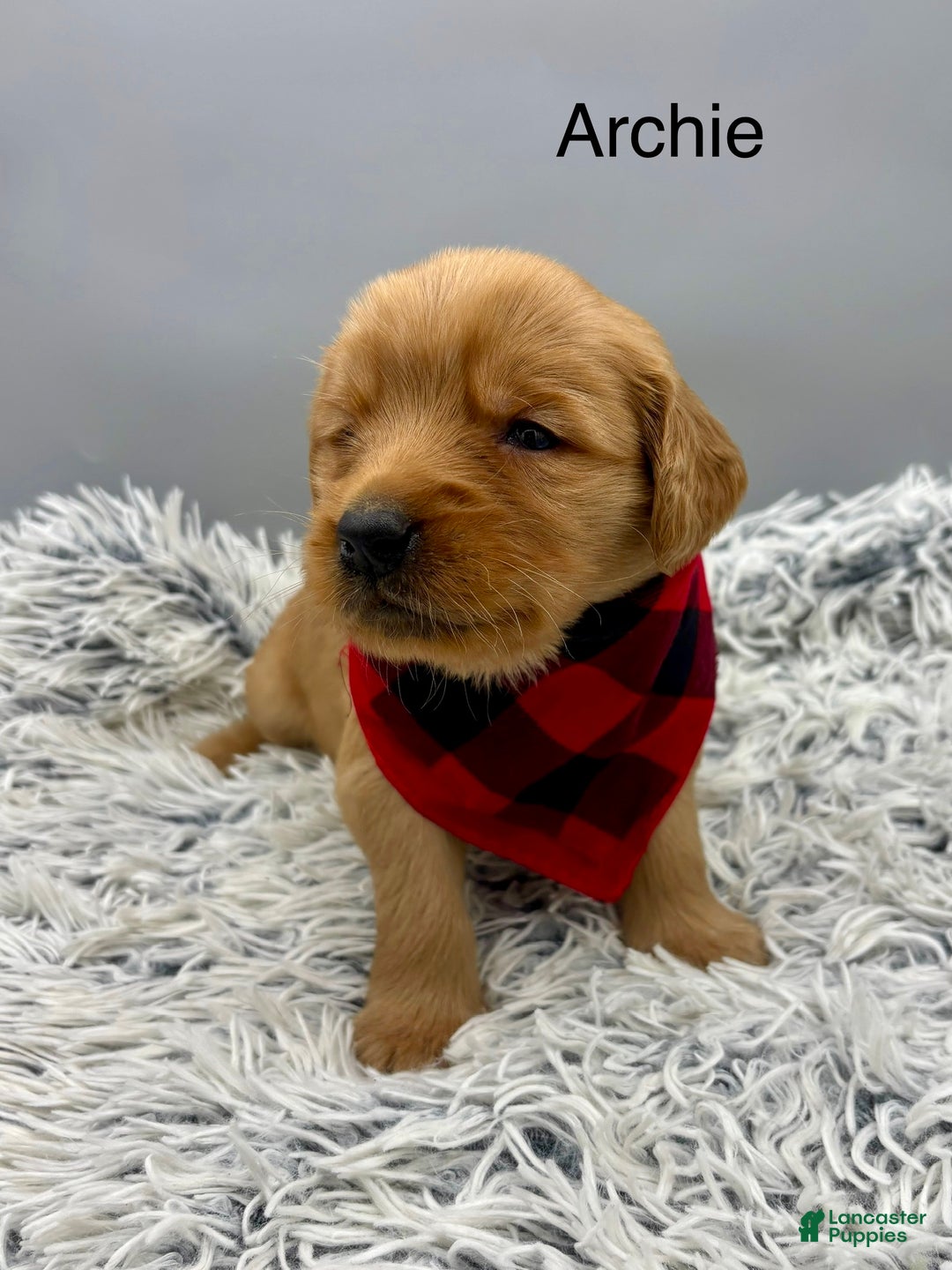 Golden Retriever dogs for sale: Archie. - Ad 1