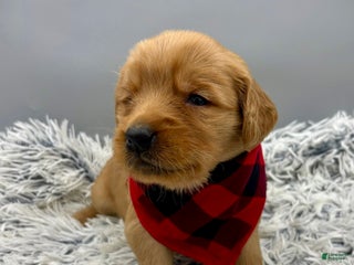 Golden Retriever dogs Archie. - Ad 19