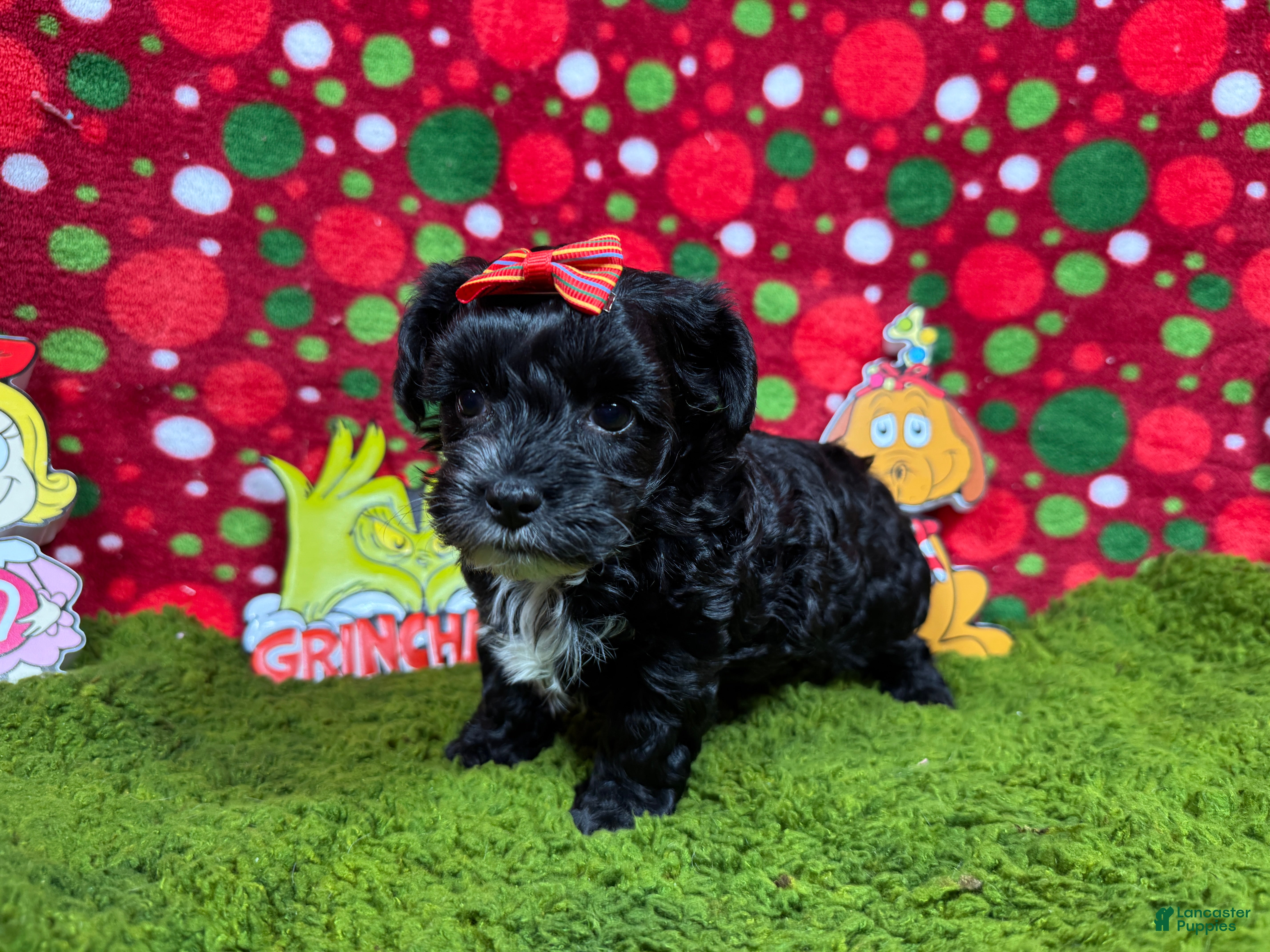Yorkiepoo dogs Yorkiepoo Puppy 2 - Ad 27