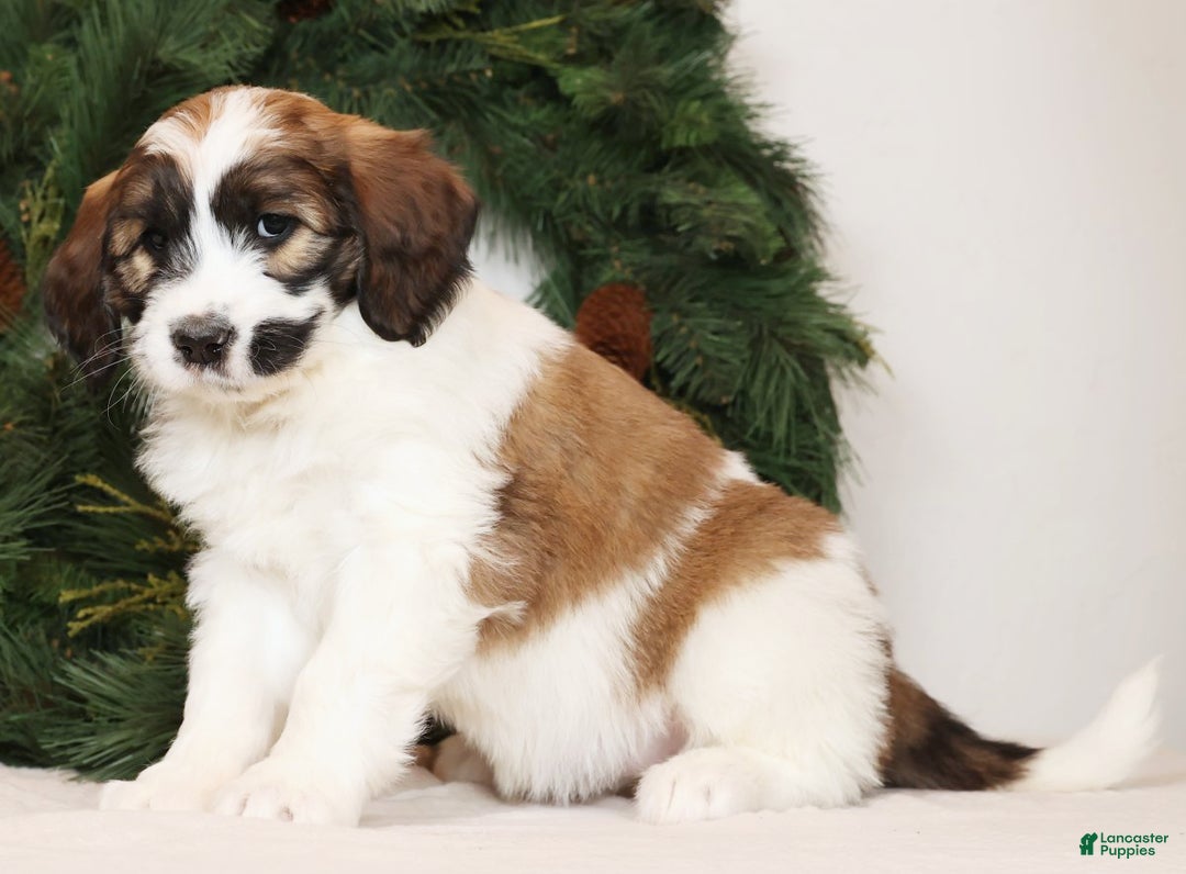 Saint Berdoodles dogs for sale: Cookie - Ad 3