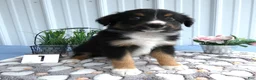 Miniature Australian Shepherd dogs for sale: Miniature Australian Shepherd 1 Spark - Ad 3
