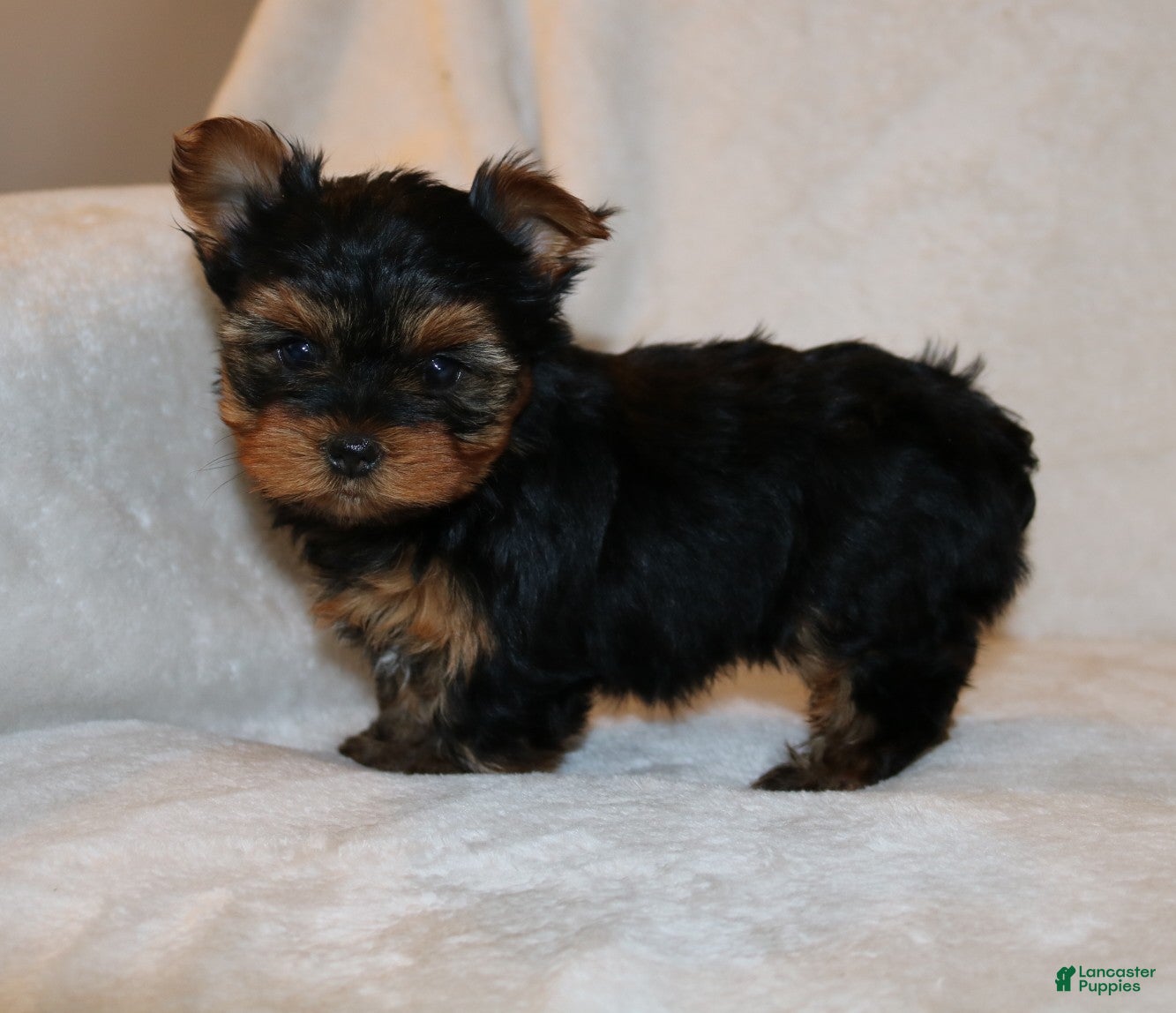 Yorkshire Terrier dogs Pixie - Ad 1