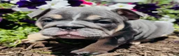 English Bulldog dogs for sale: Leah - Ad 4