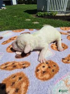 Standard Poodle dogs Daisy - Ad 2