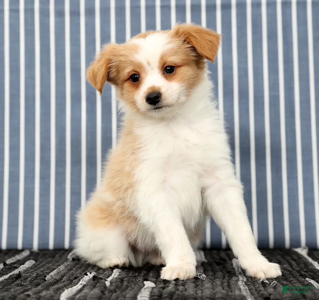 Papillon dogs for sale: Munro - Ad 1