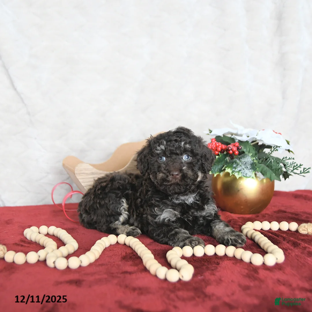 Miniature Poodle dogs for sale: Cocoa EXTRA SMALL - Ad 10