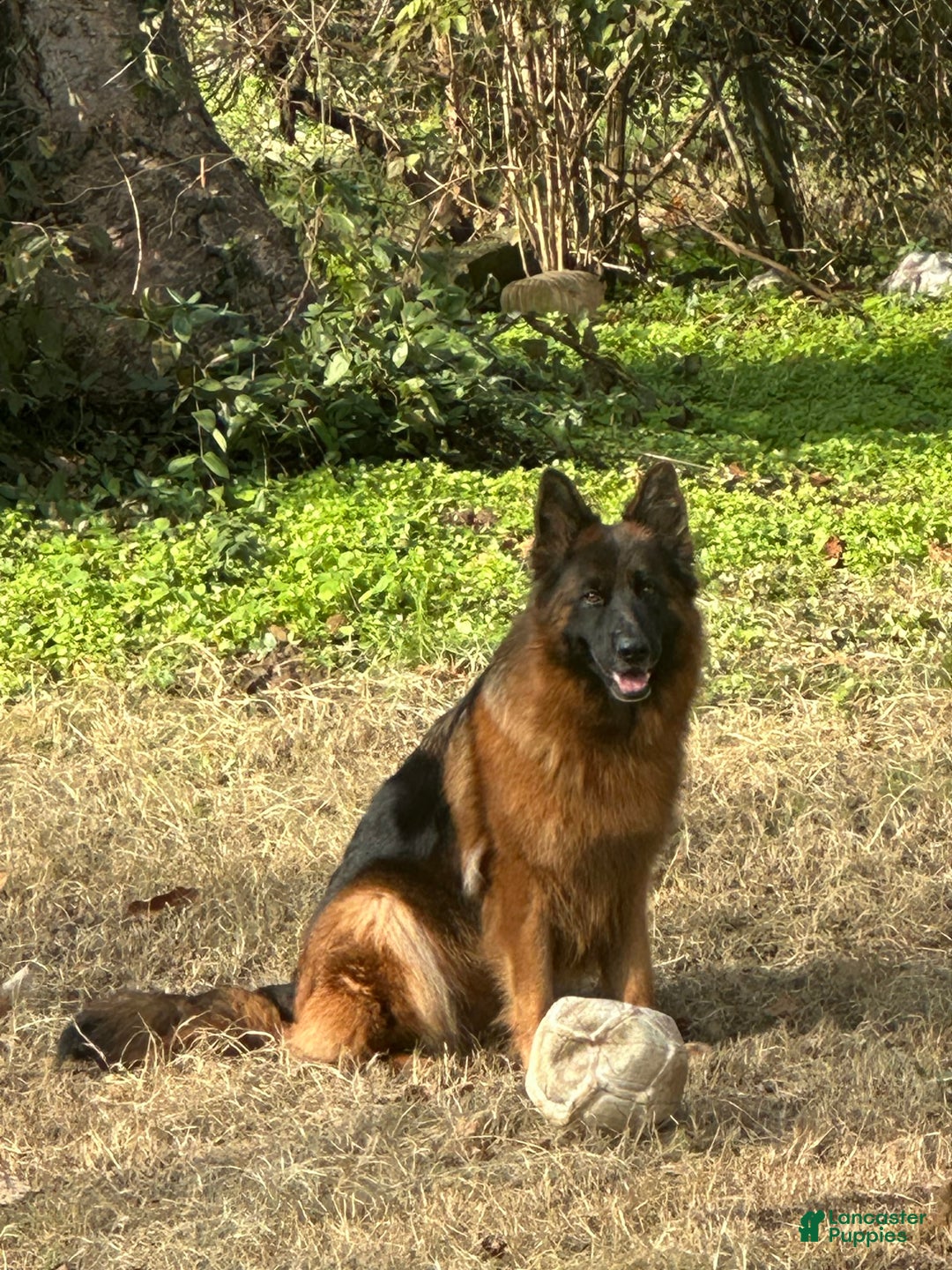 German Shepherd dogs for sale: Mango - Ad 15