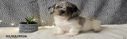 Miniature Dachshund dogs for sale: Justin - Ad 3