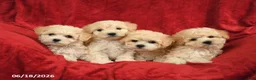 Maltipoo dogs for sale: Matthew - Ad 5