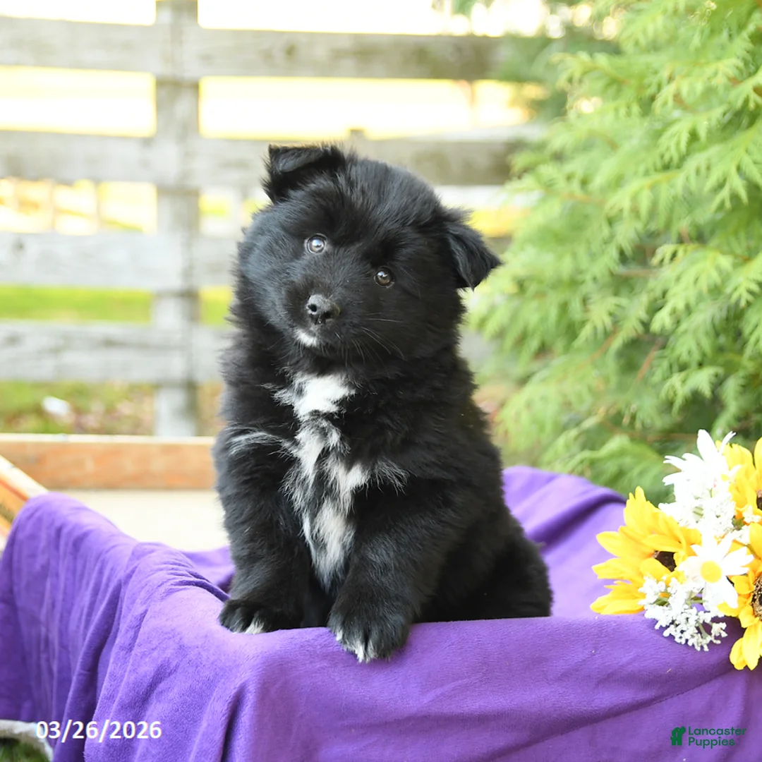 Pomsky dogs for sale: Kanthia - Ad 1