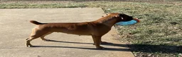 Boxer dogs for sale: Brisket - Ad 4