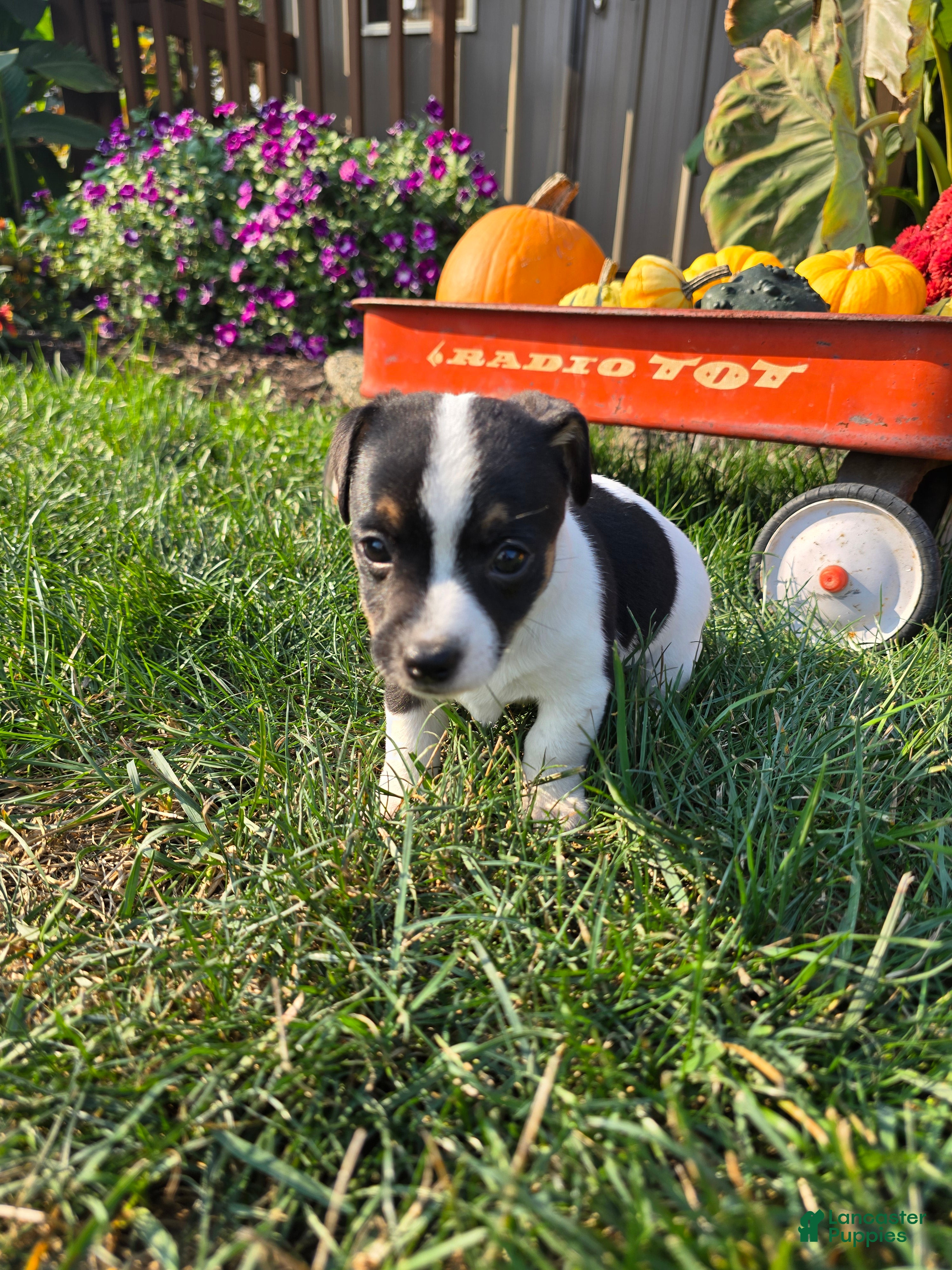Jack Russell Terrier dogs Tootsie  - Ad 42