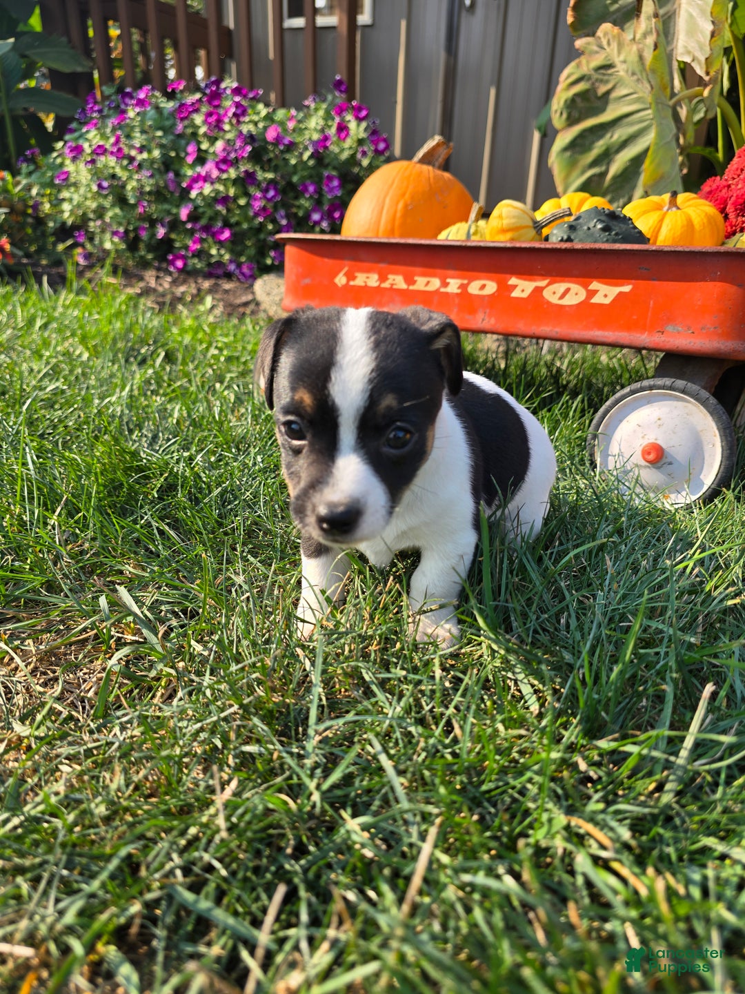Jack Russell Terrier dogs for sale: Tootsie  - Ad 1