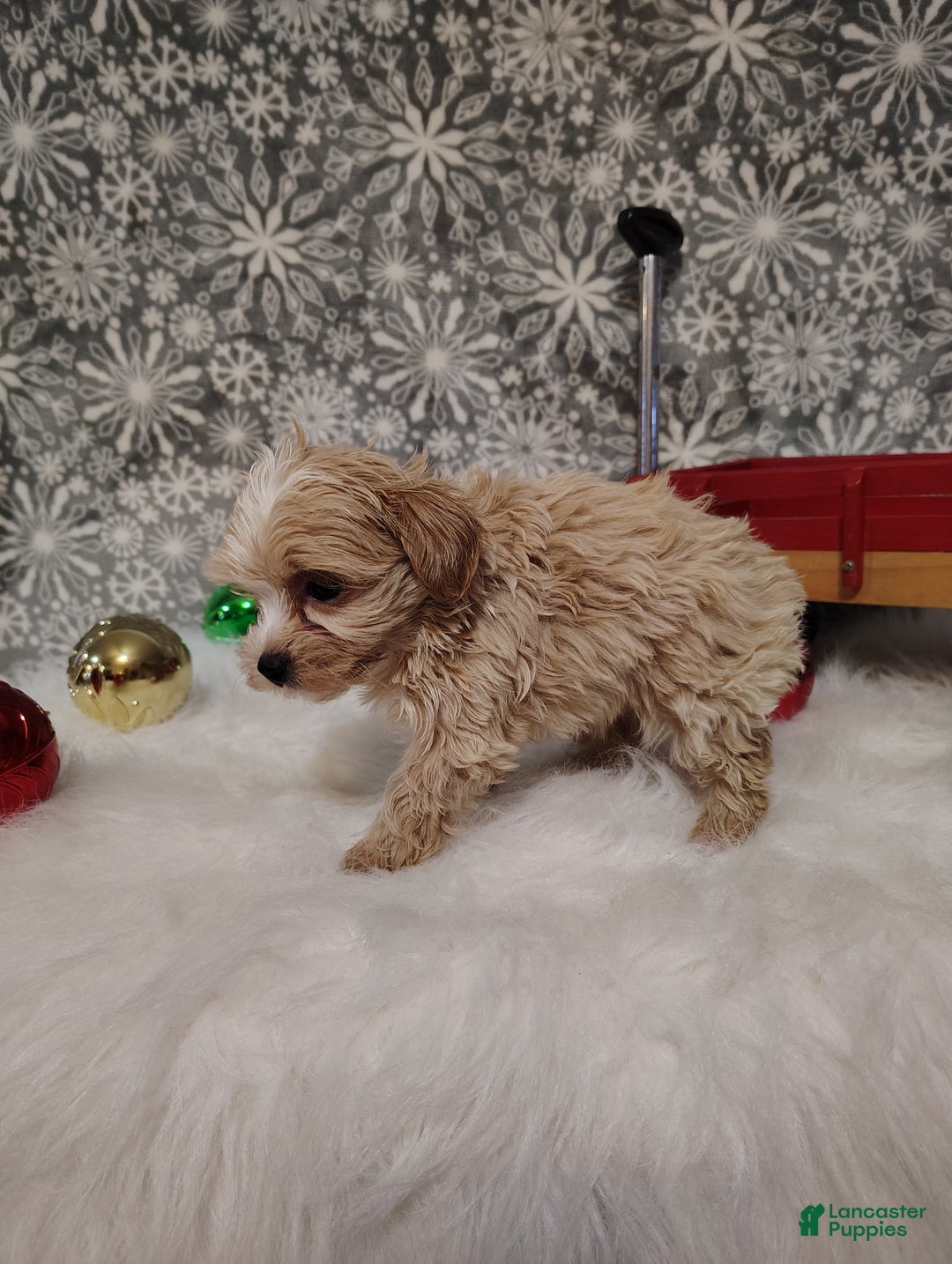 Maltipoo dogs for sale: Nova - Ad 7