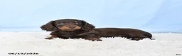 Miniature Dachshund dogs for sale: Ida - Ad 4