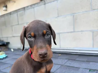 Doberman Pinscher dogs Doberman Pinscher Puppy 1 - Ad 3