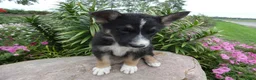 German Shepherd dogs for sale: German Shepherd Brittney 10 - Ad 4