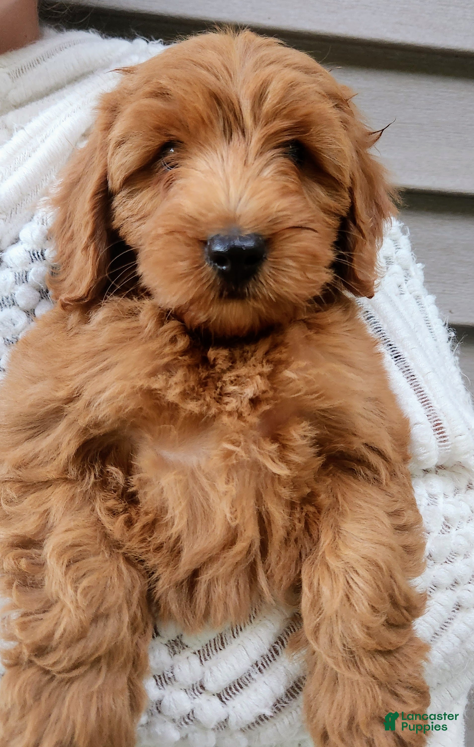 Mini Goldendoodle dogs BELLA - Mini Goldendoodle Fluffy Puppy - Ad 2
