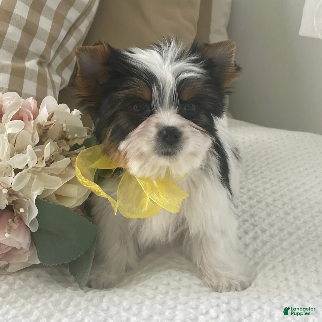 Biewer Terrier dogs for sale: Tiny Minnie - Ad 2