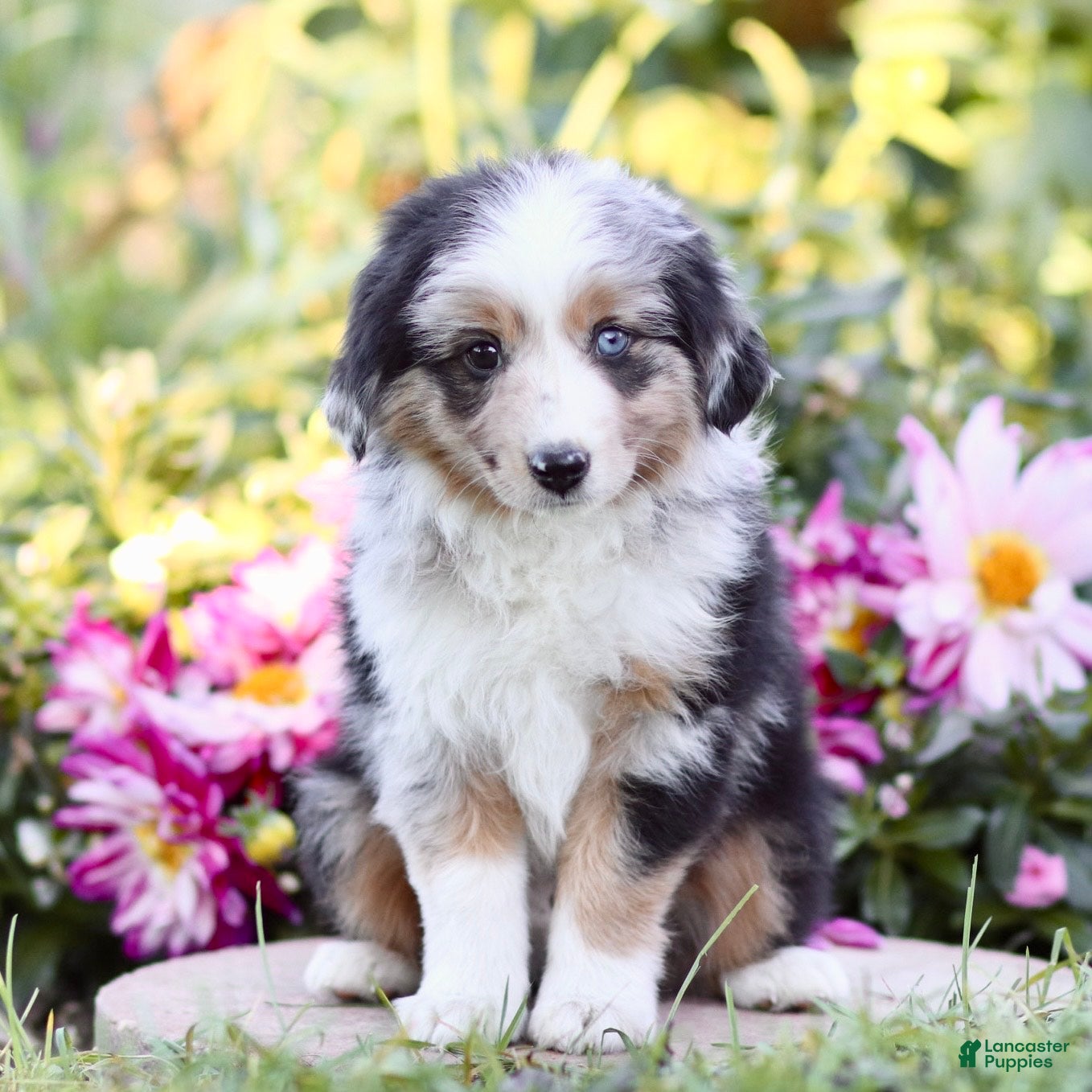 Miniature Australian Shepherd dogs George - Ad 35