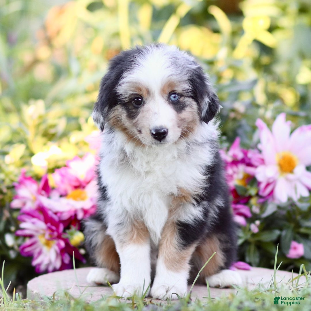 Miniature Australian Shepherd dogs for sale: George - Ad 4