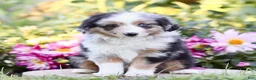 Miniature Australian Shepherd dogs for sale: George - Ad 1