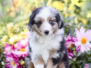 Miniature Australian Shepherd dogs George - Ad 35