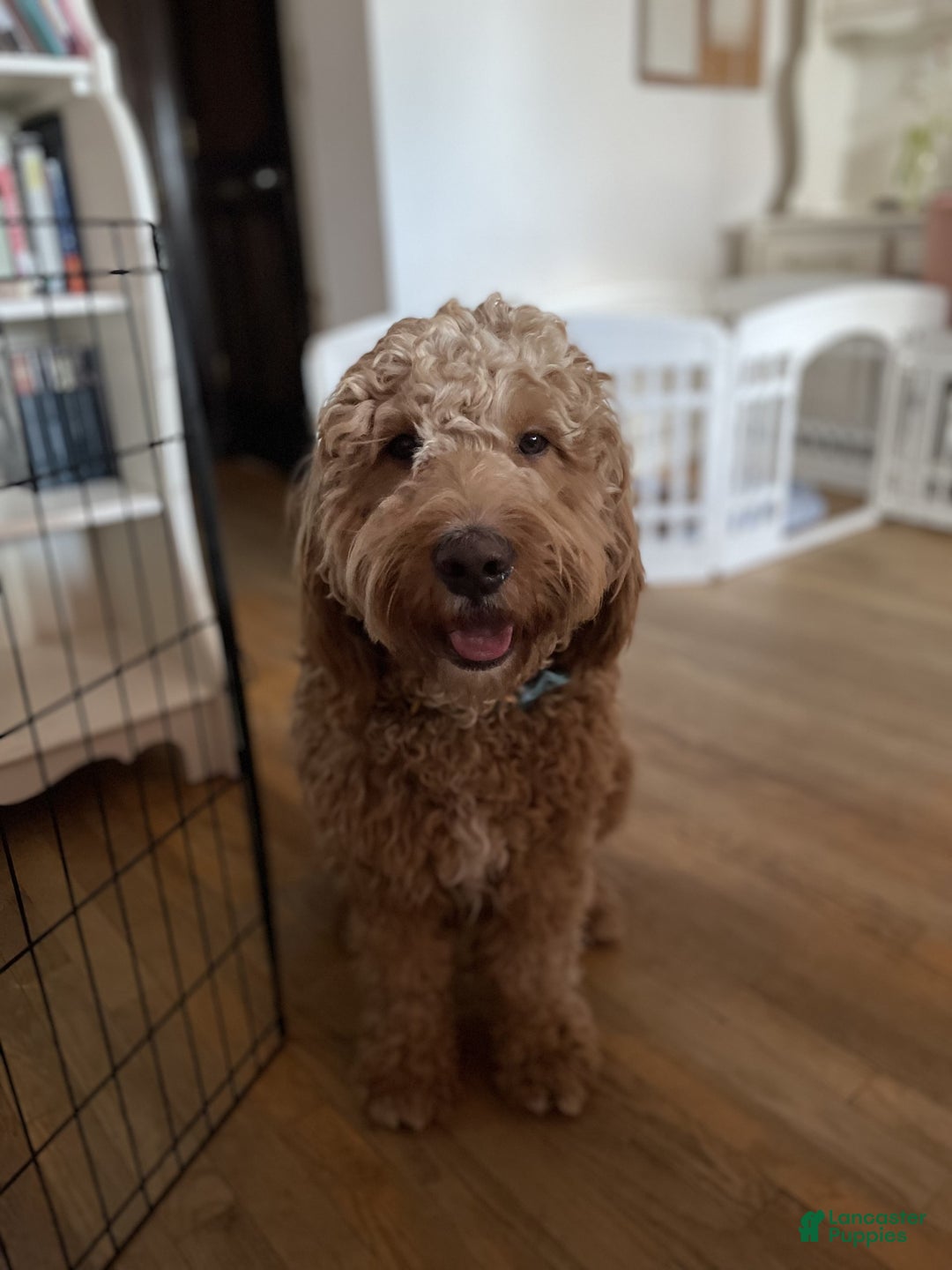 Goldendoodle dogs for sale: Bob - Ad 11