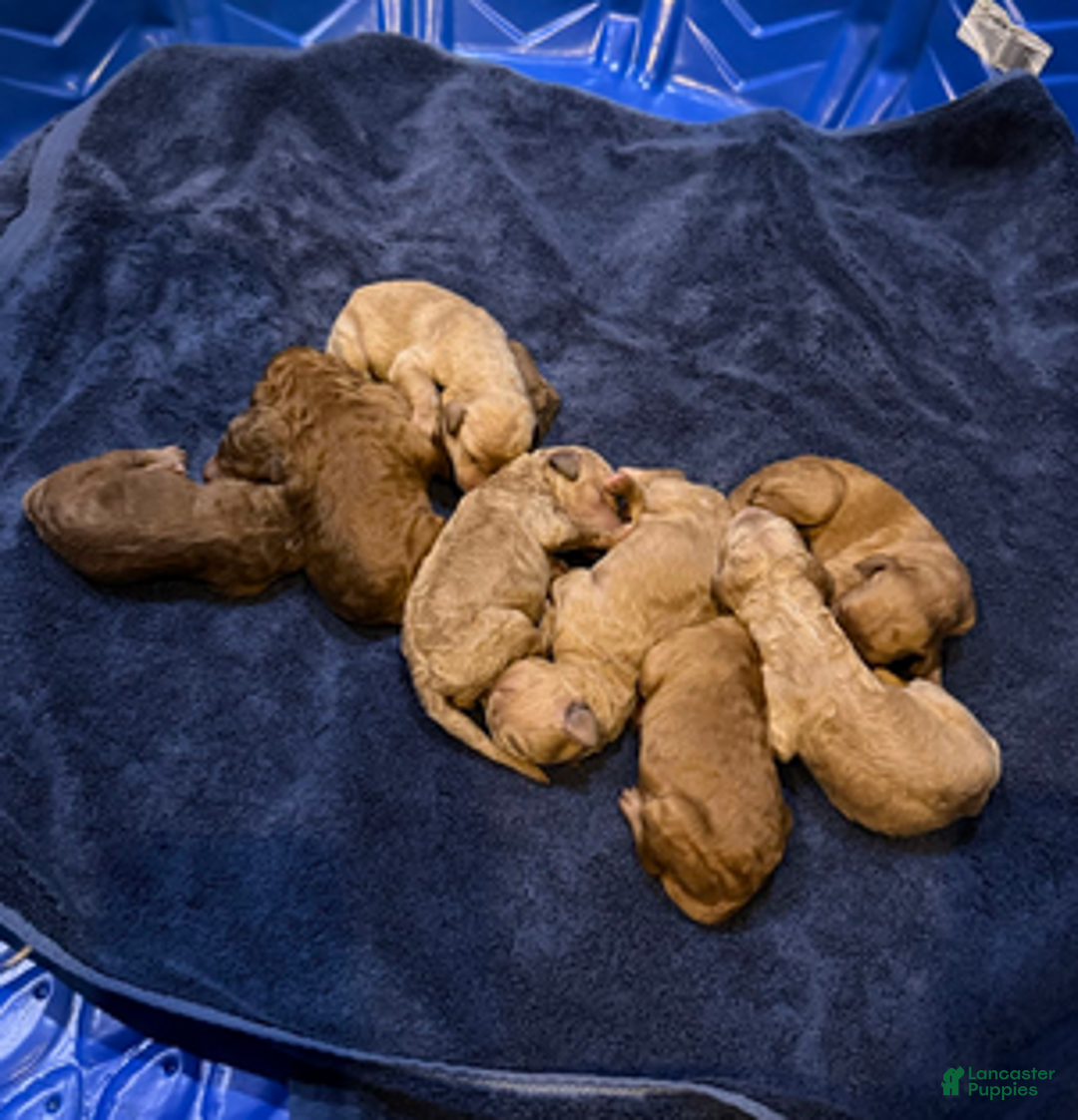 Goldendoodle dogs for sale: W25 Male Black Collar - Ad 4