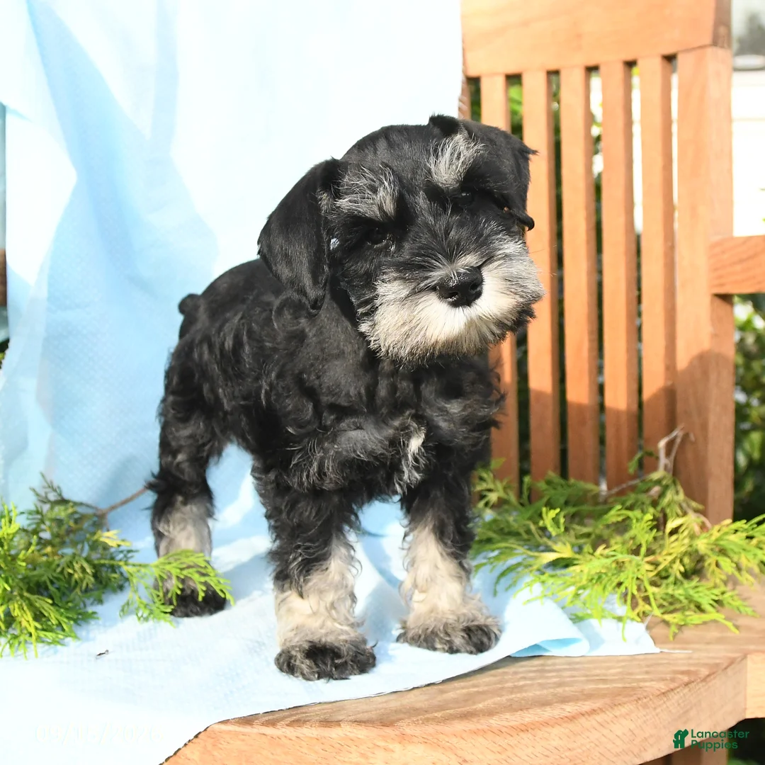 Schnauzer dogs for sale: Willie - Ad 1