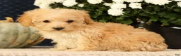 Yorkiepoo dogs for sale: Lincoln - Ad 5