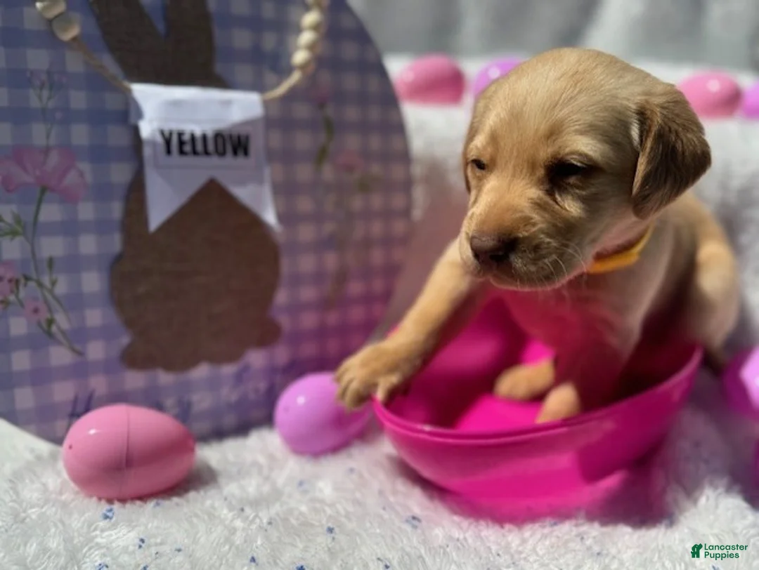 Labrador Retriever dogs for sale: Yellow Collar Female - Ad 1